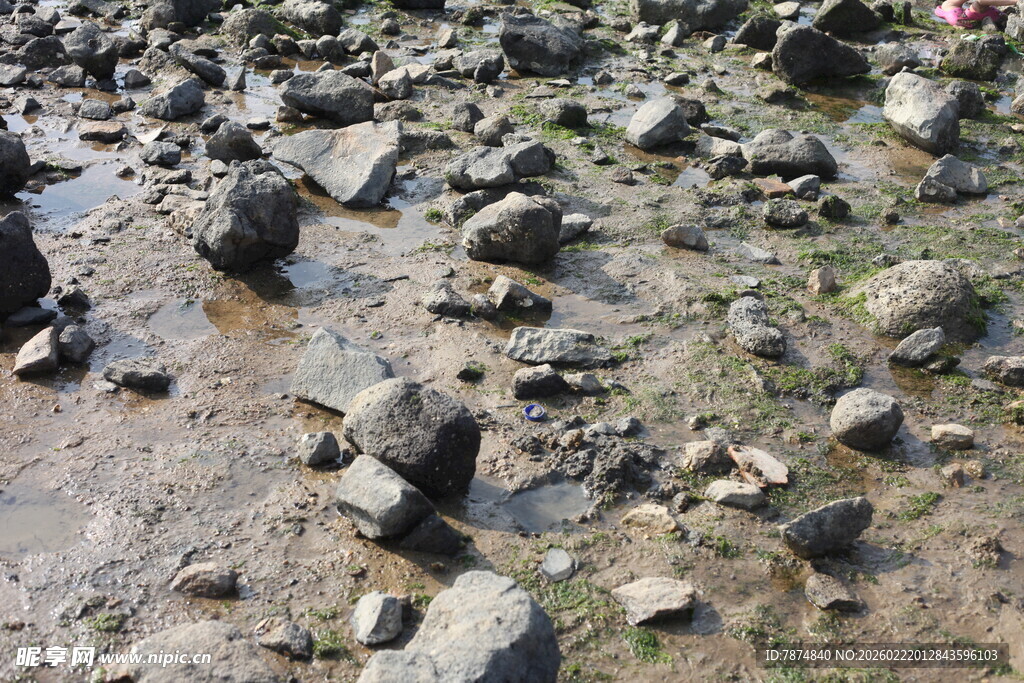 海边湿地上的零散岩石
