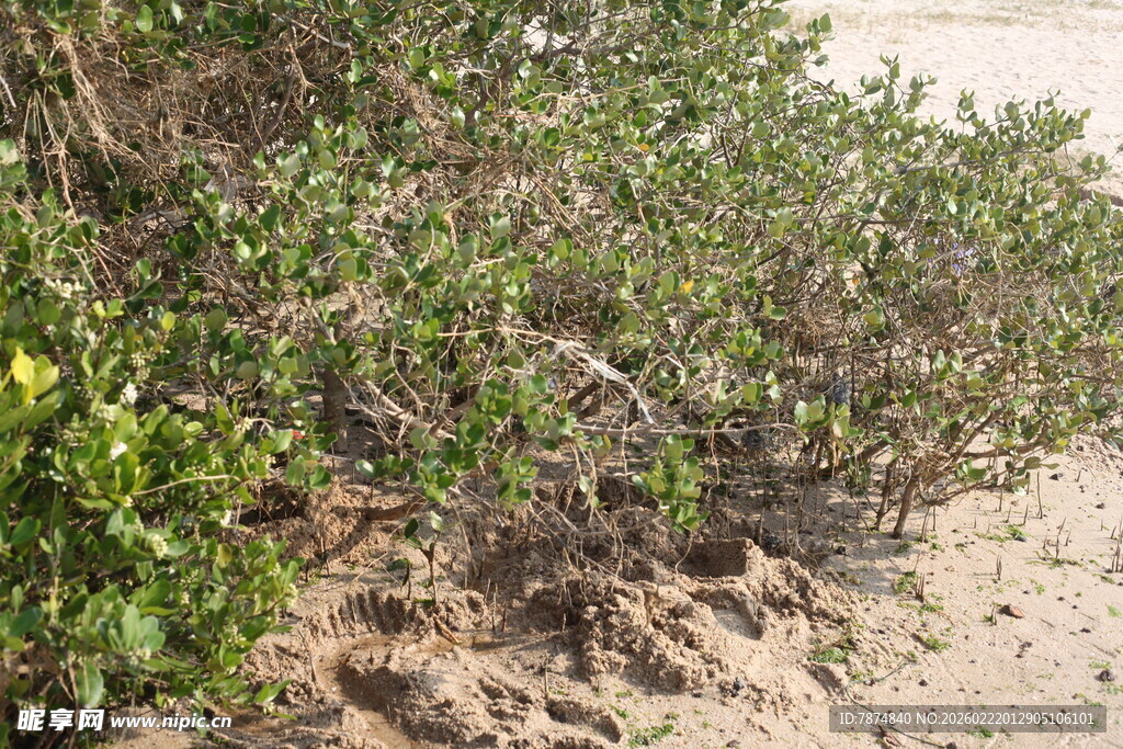 沙地上的绿色灌木丛