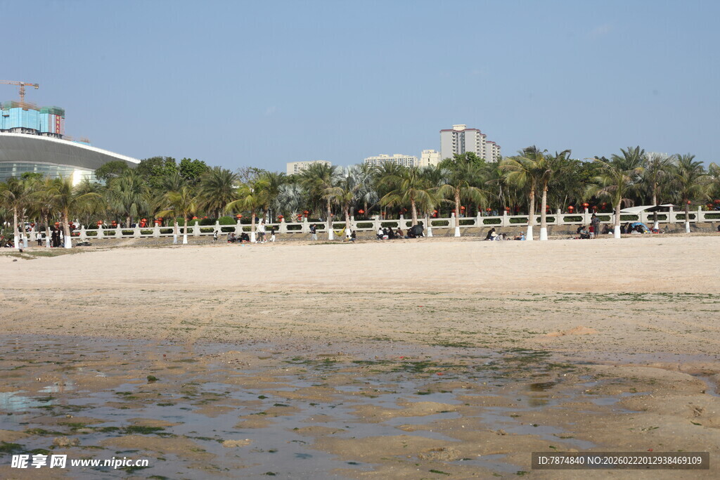 海滨沙滩 椰树成排美景