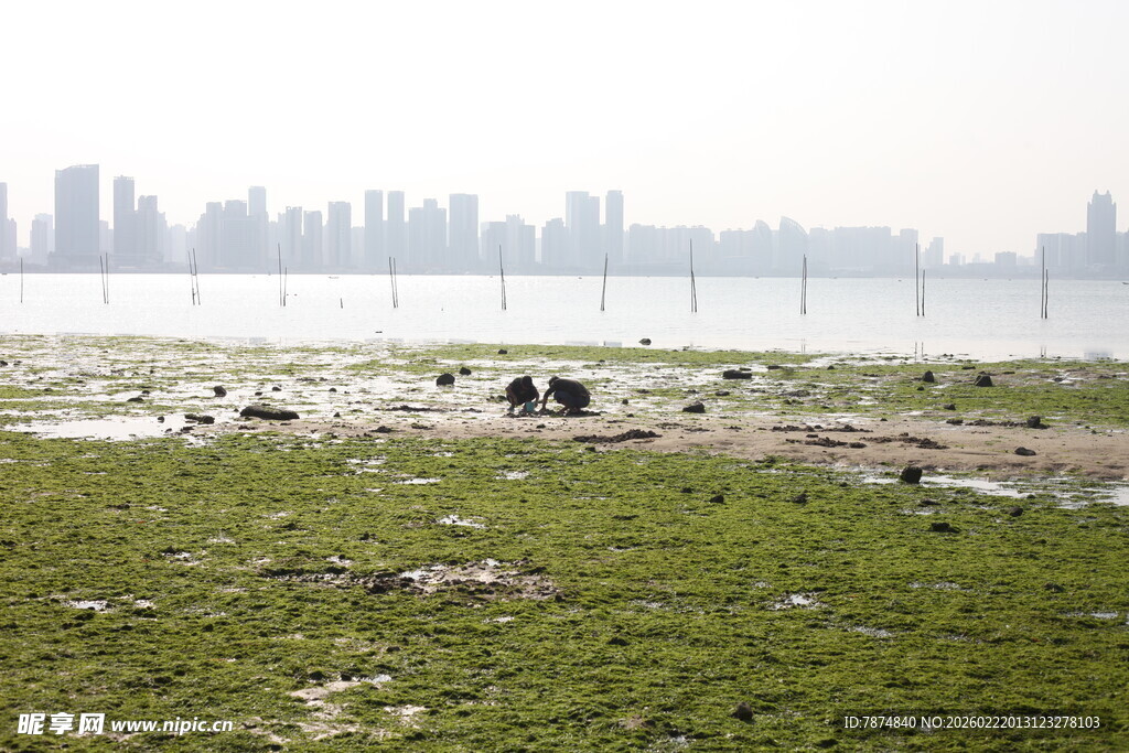 湿地风光与休憩动物