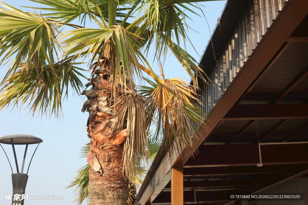 棕榈树旁的建筑景观