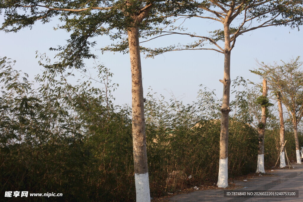 道路旁挺拔的树木景观