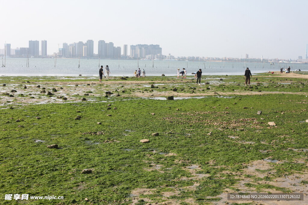 海滨草地 远处城市与游人