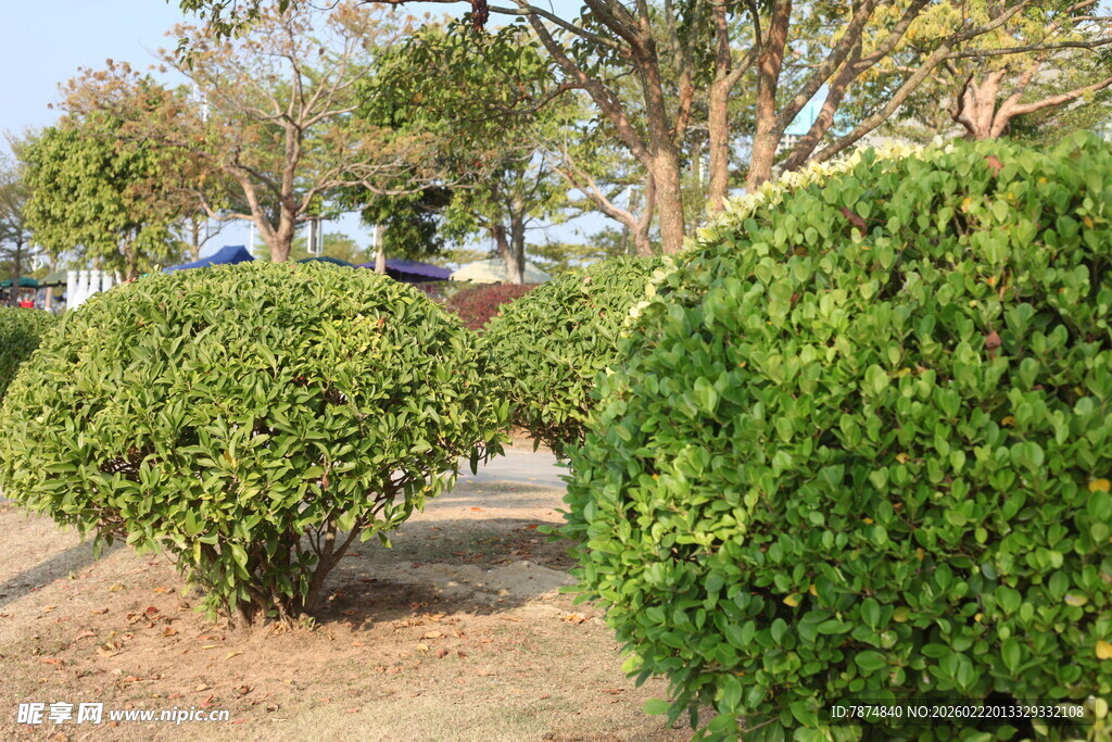 修剪整齐的球形绿植景观