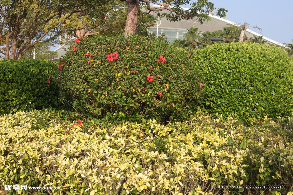 多彩花卉绿植景观