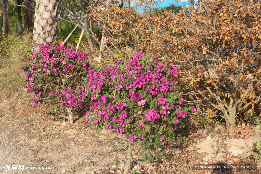 野外绽放的艳丽紫色花朵
