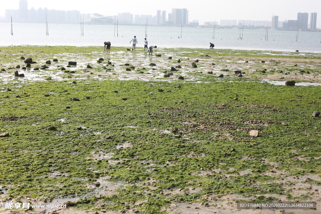湿地鸟类栖息的绿色天地