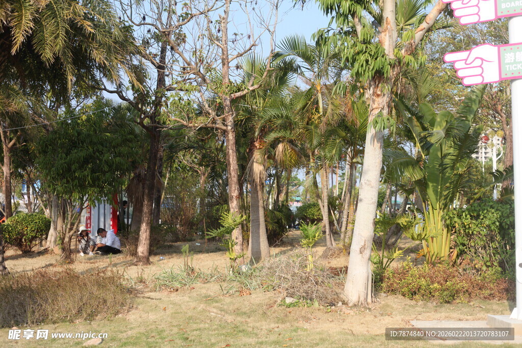 热带树林中的户外场景