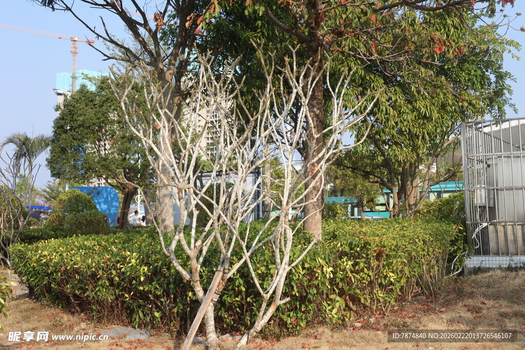 枯树旁的绿植景观