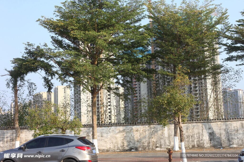 城市路旁绿树与车辆景观