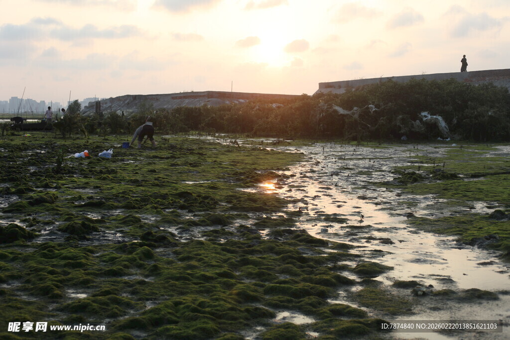 夕阳下的湿地泥泞景象