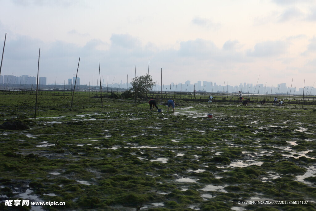 湿地风光 绿意盎然的水域