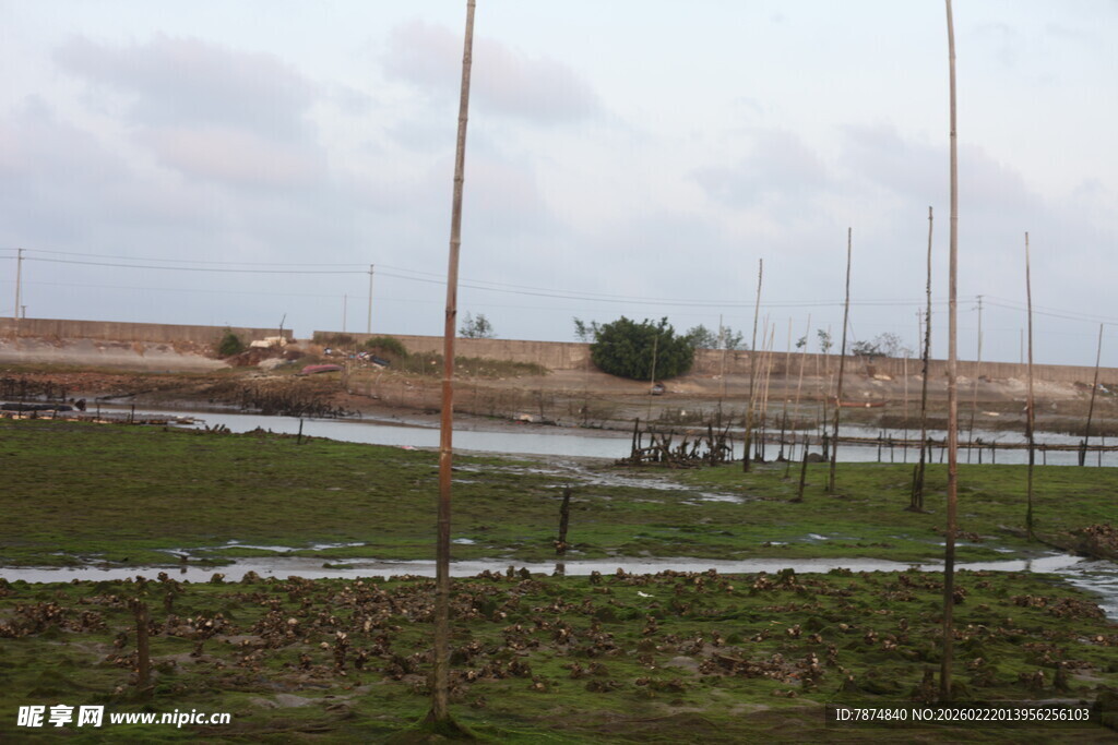 田野中的积水与木桩景观