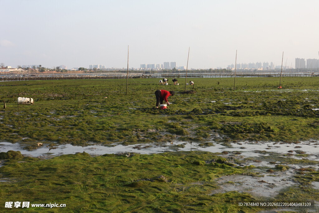 湿地中的劳动者
