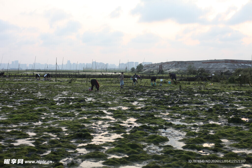 湿地景观中的孤独身影