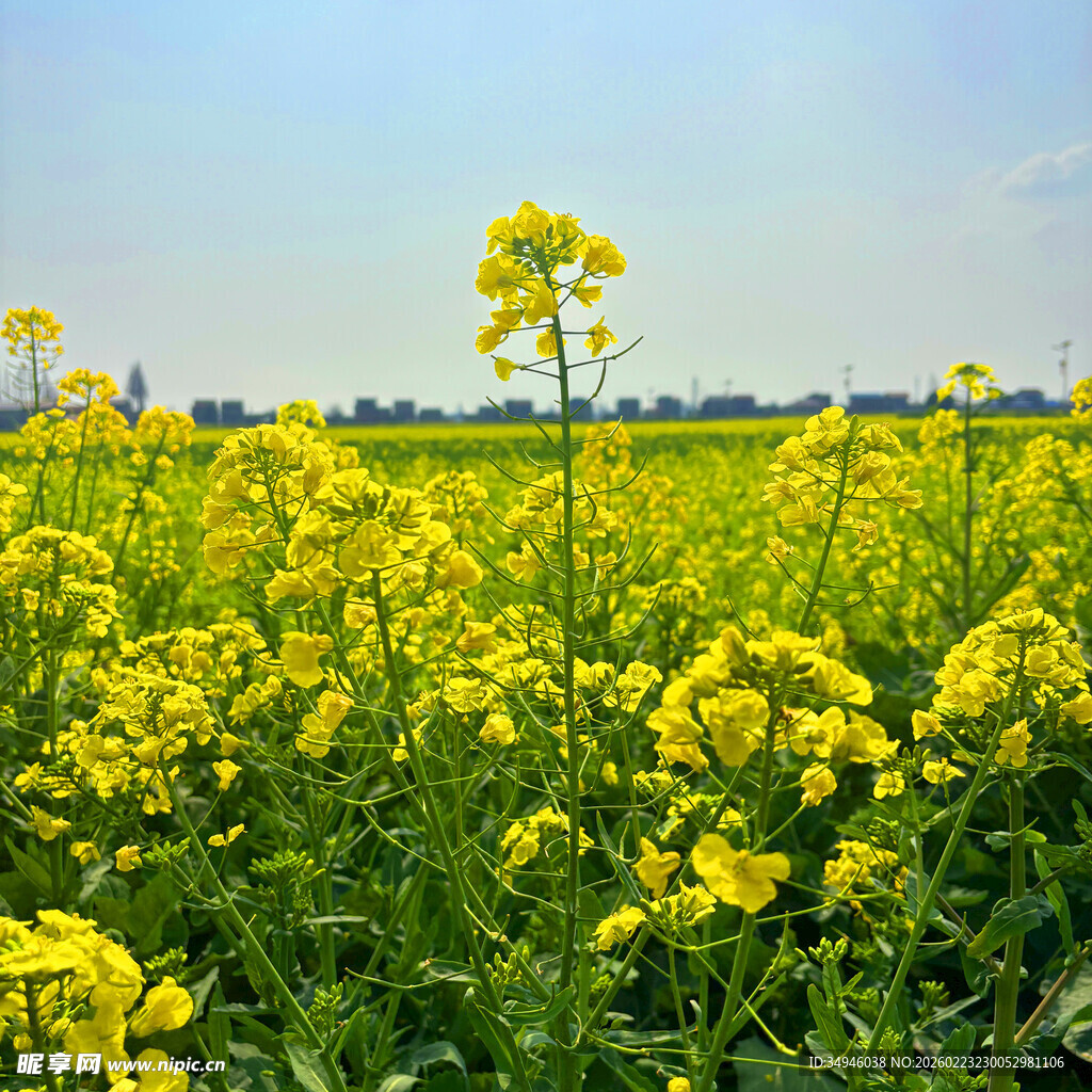 金黄油菜花田