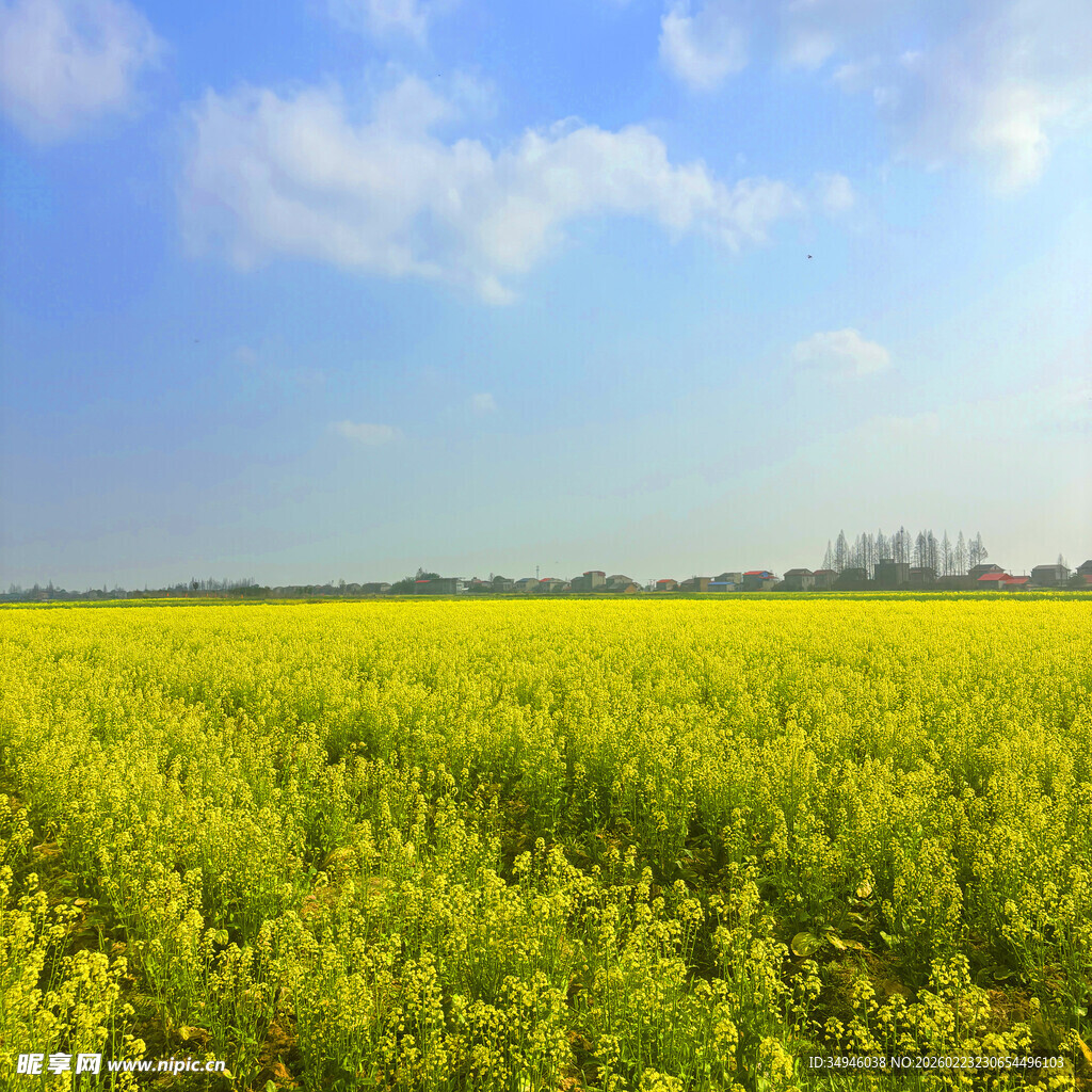 金黄油菜田