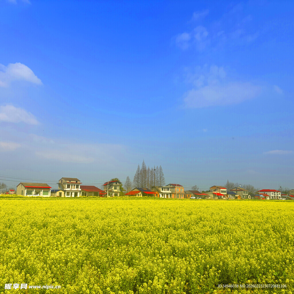 金黄油菜田与远处村落