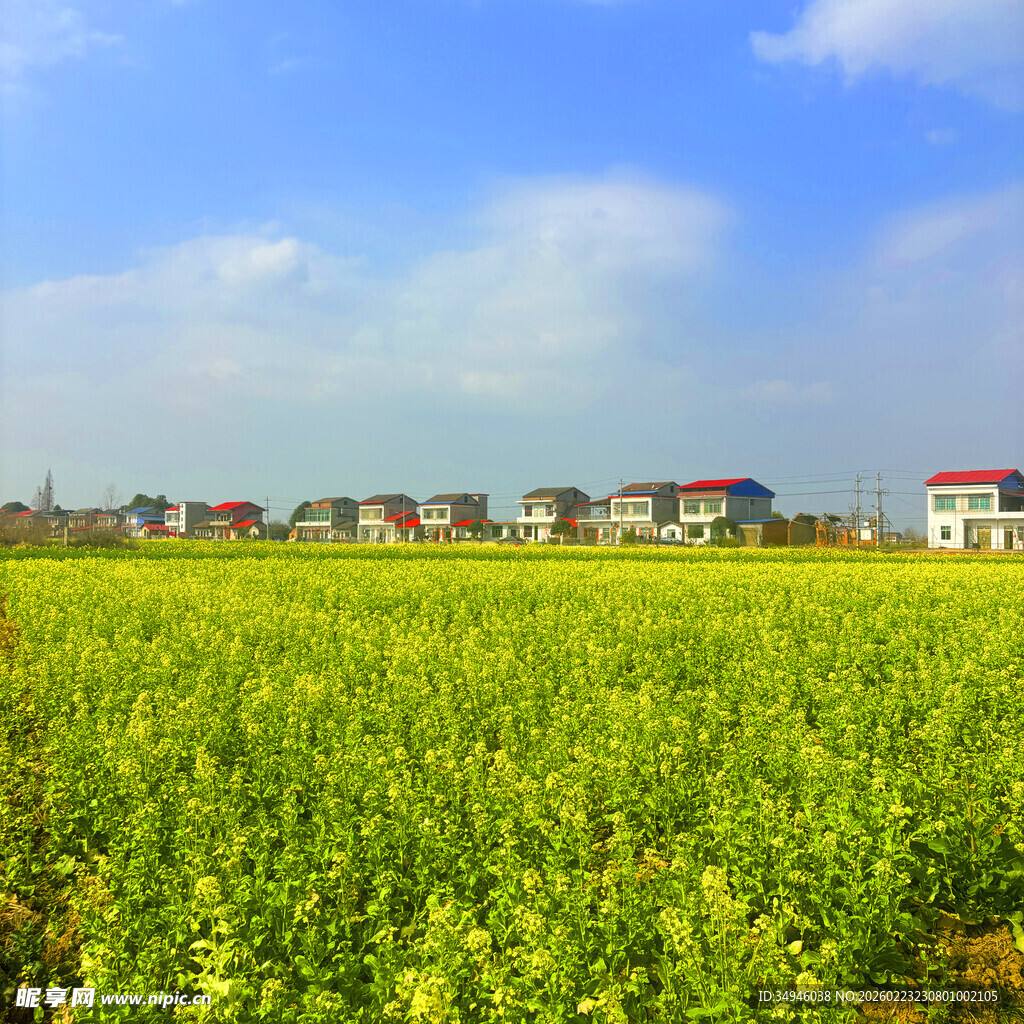田园风光中的村落与油菜花田