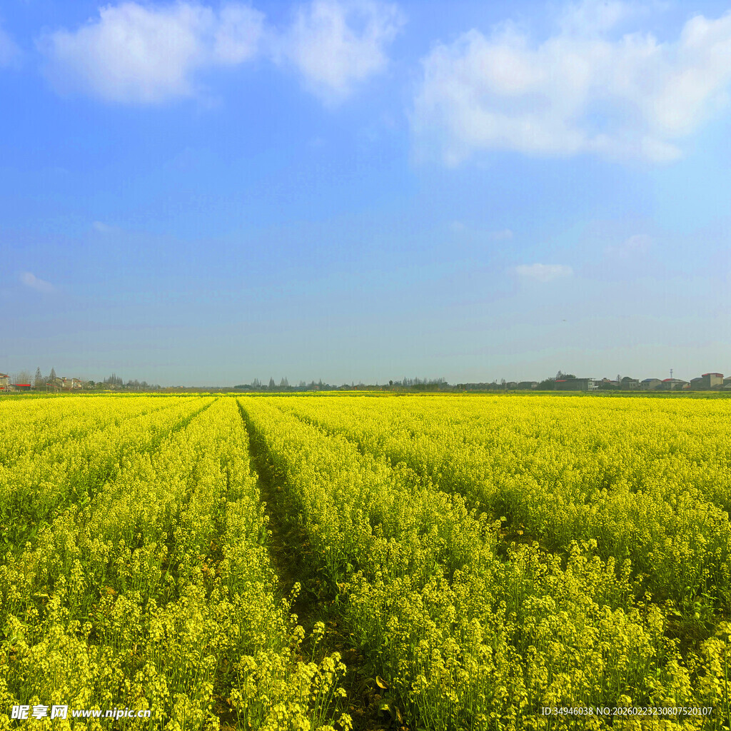 金黄油菜花田