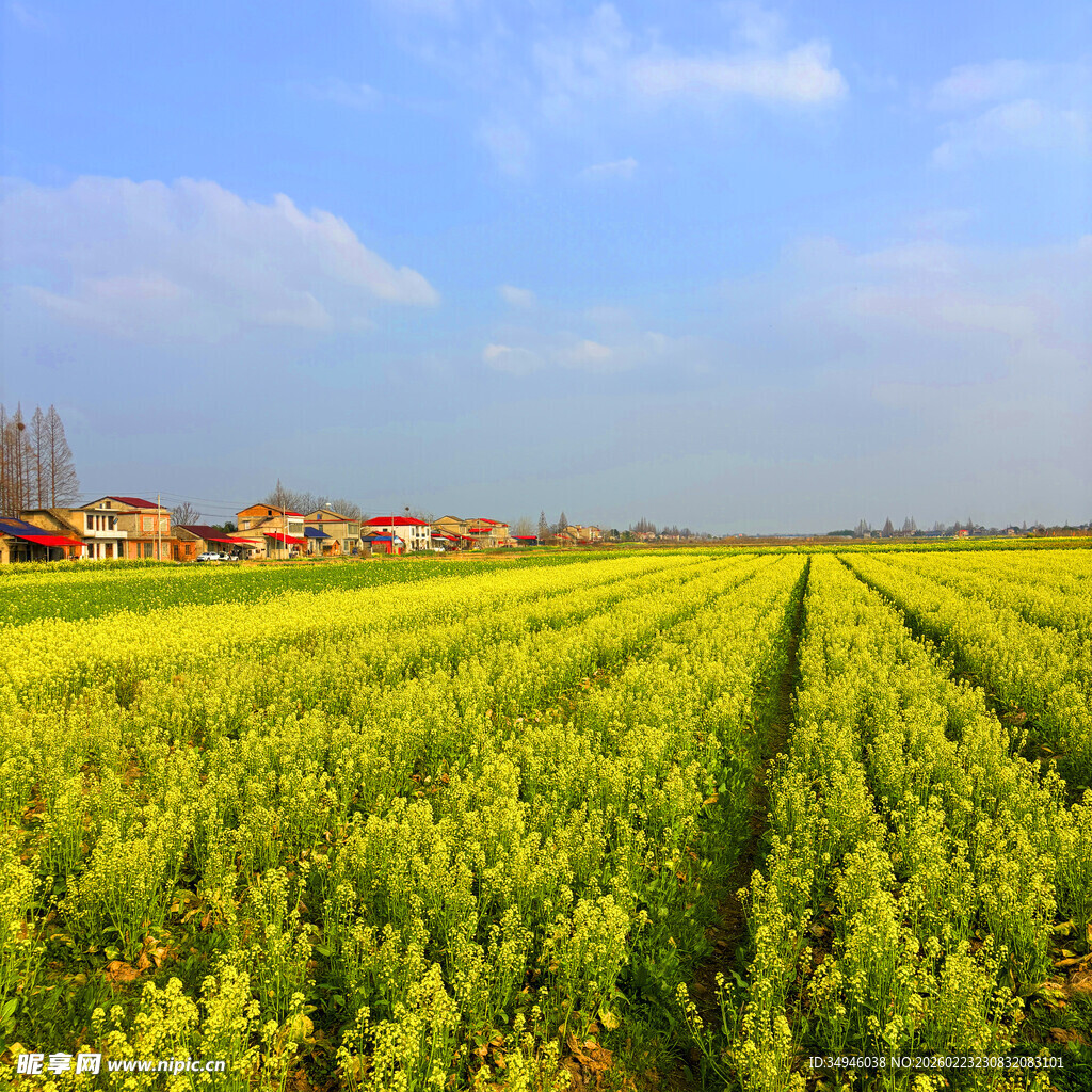 金黄油菜田