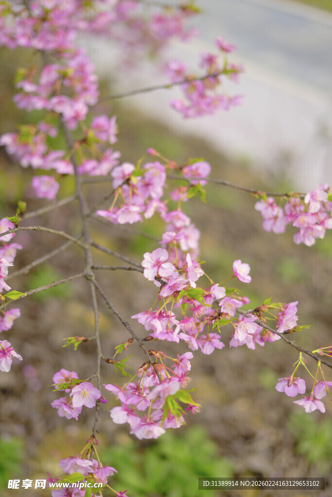 枝头绽放的粉嫩美丽花朵