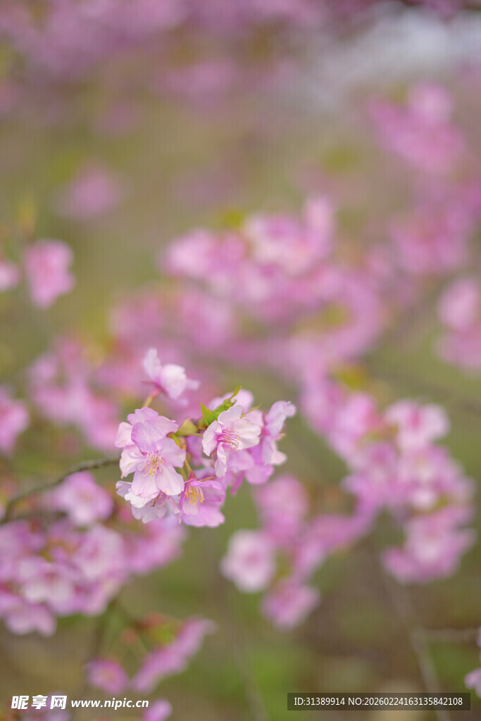 烂漫粉色小花绽放