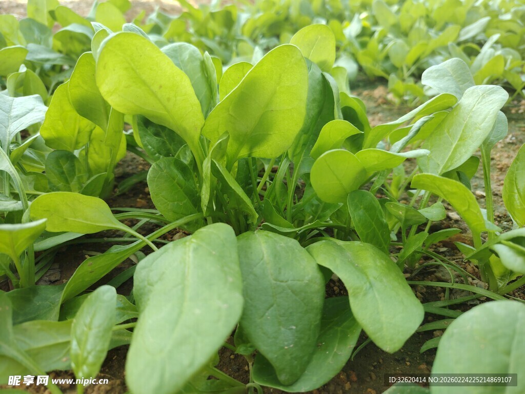 菠菜 菜苗