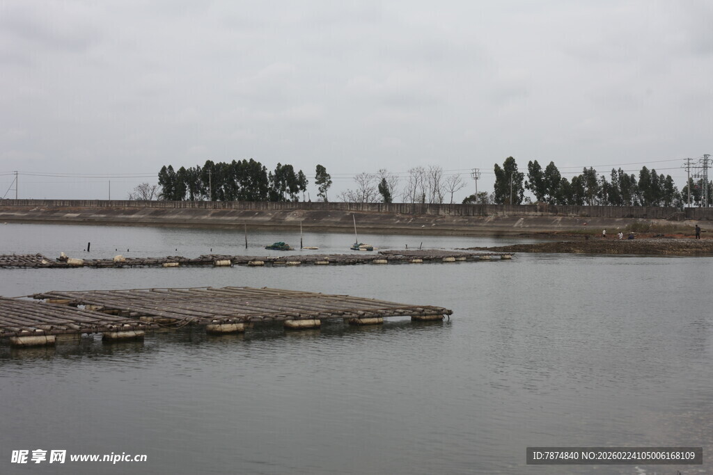 宁静水域旁的树木景观