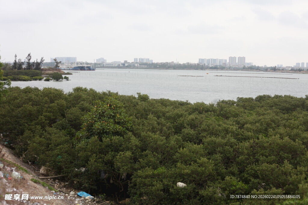 海岸边的茂密红树林景观