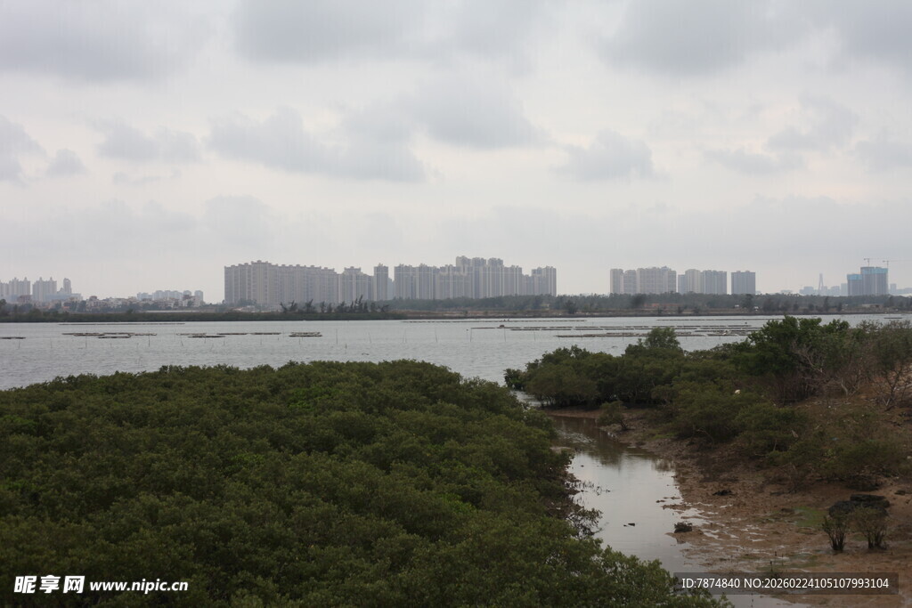 河畔绿植与远处城市景观