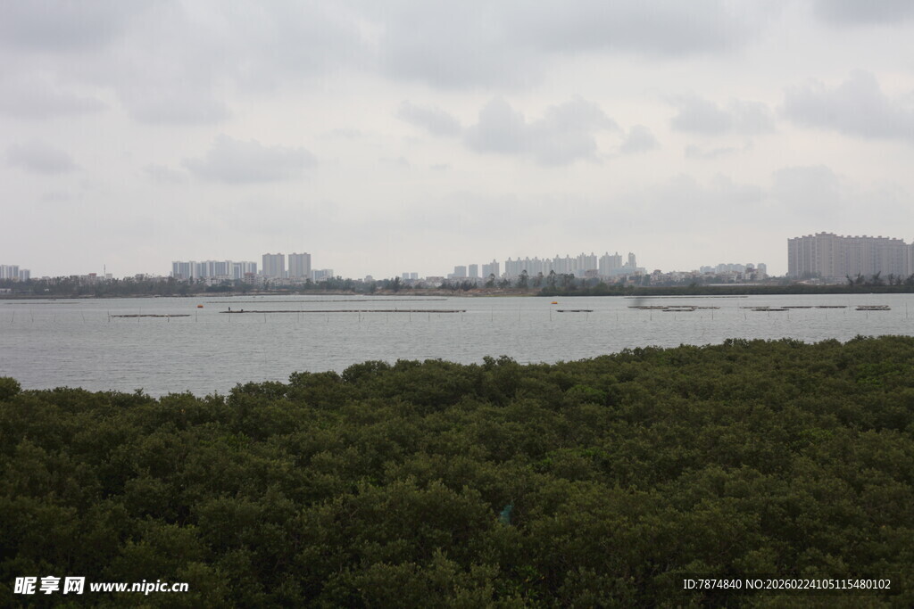 河畔茂密树林与远处建筑