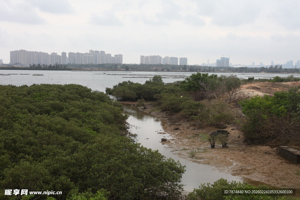河畔绿植与远处城市景观