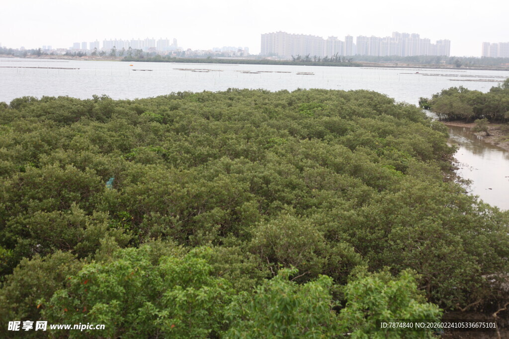 茂密红树林景观