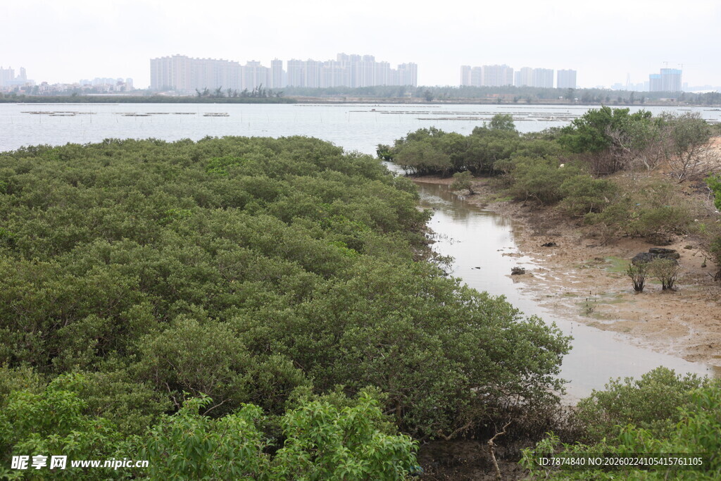 湿地红树林景观