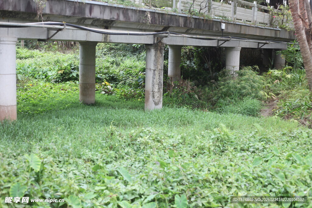 桥下繁茂绿植景观