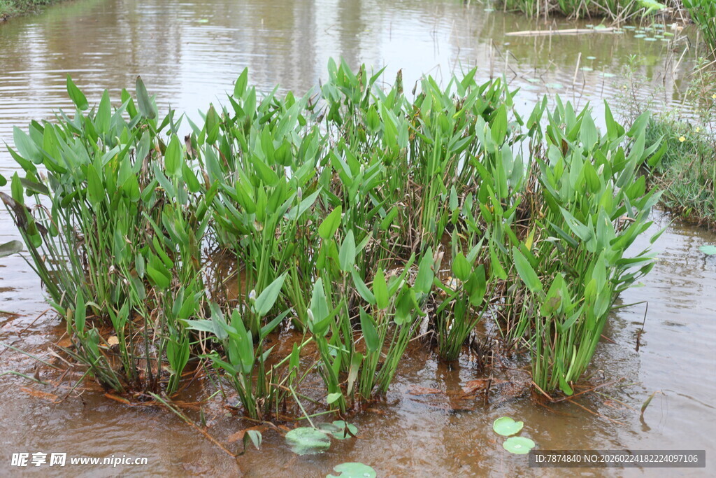 水田中的翠绿水生植物