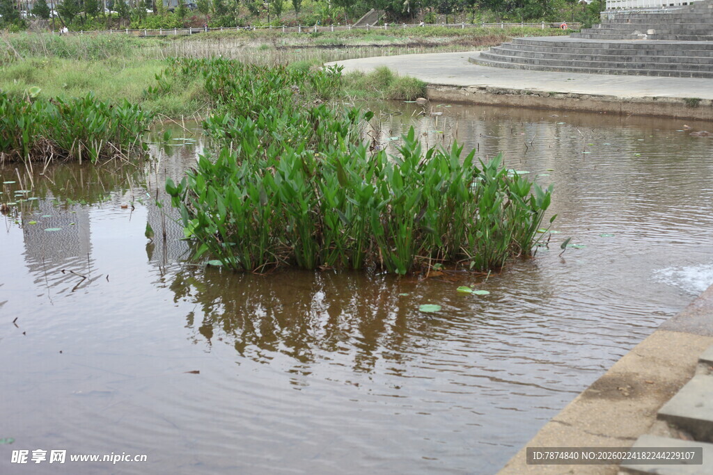 池塘中的水生植物景观