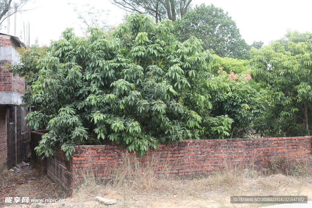 墙边繁茂绿植生机盎然