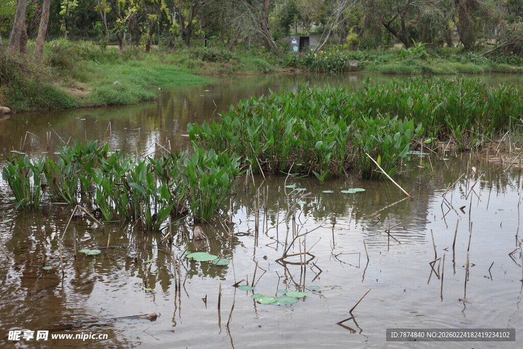 湿地岸边的水生植物景观
