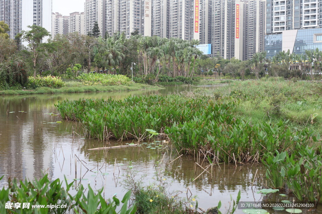 城市中的湿地景观