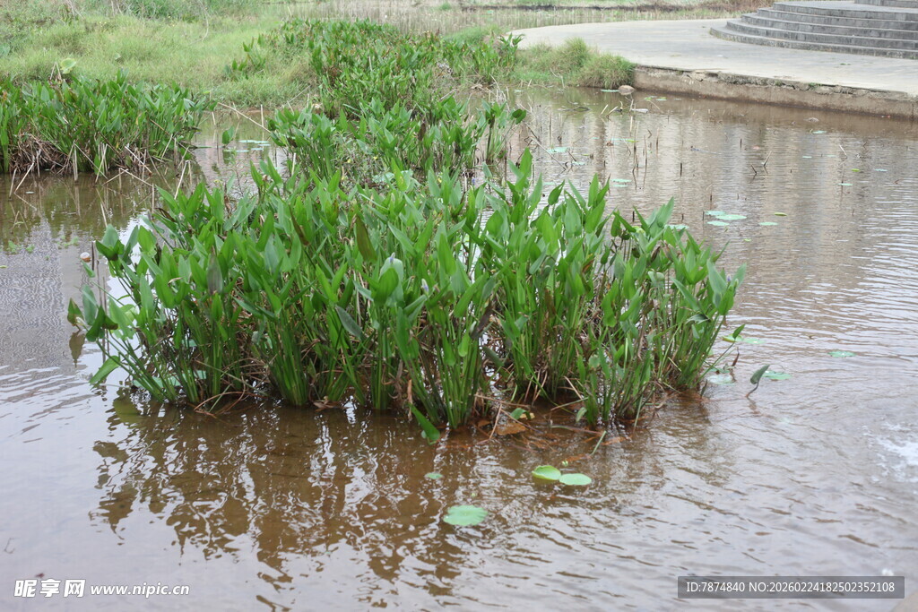 水洼中生长的绿色植物
