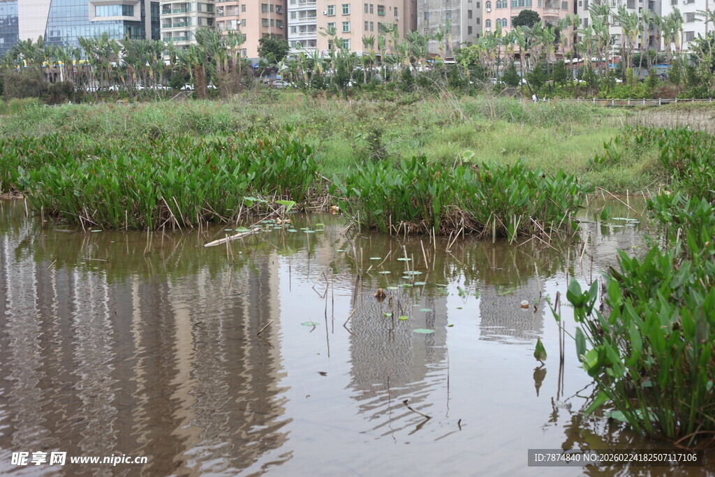 城市边的湿地景观