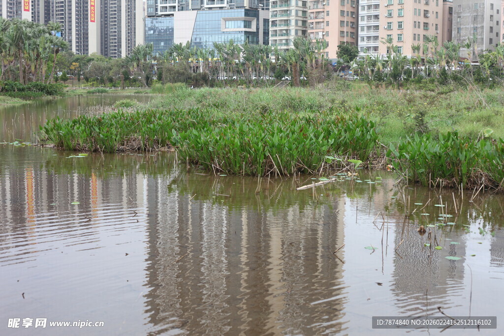 城市边的宁静湿地水域
