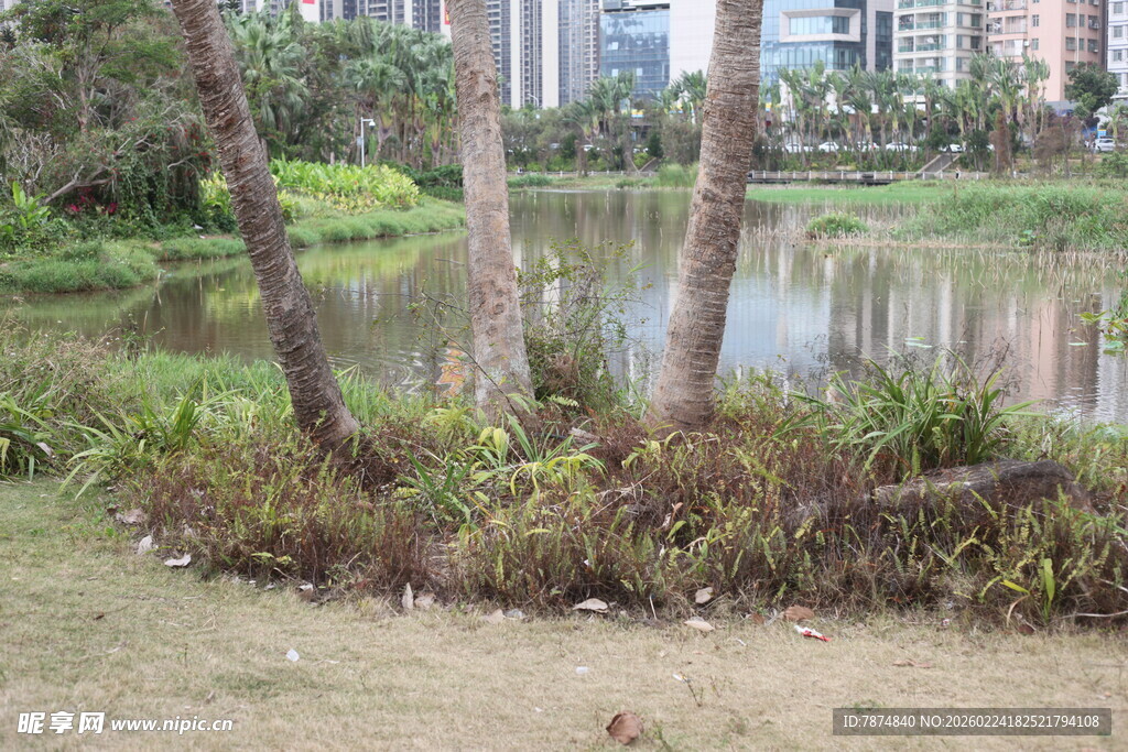 湖畔绿植与远处建筑景观