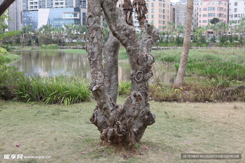 奇特造型老树 静立湖畔