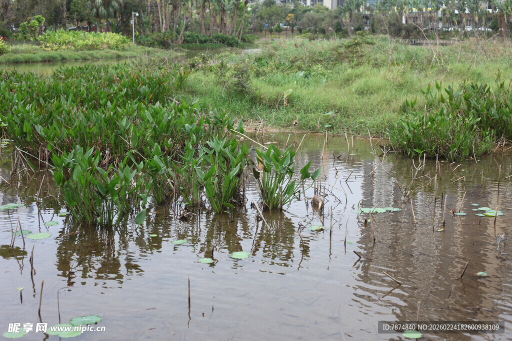 湿地水草景观
