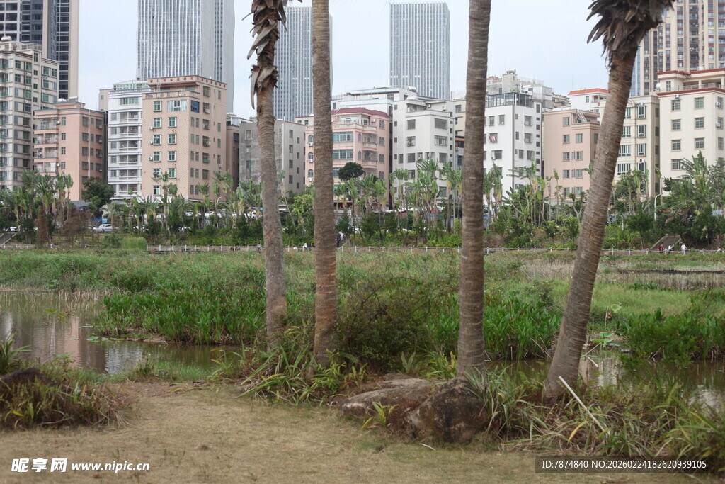 城市旁的湿地与棕榈树景观