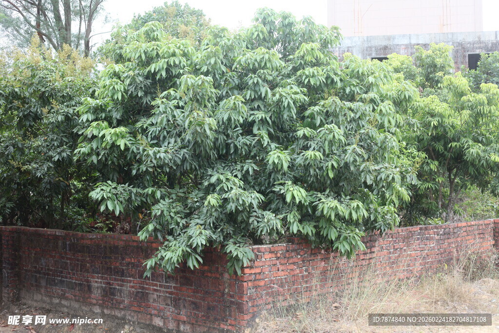 砖墙边茂盛的绿植