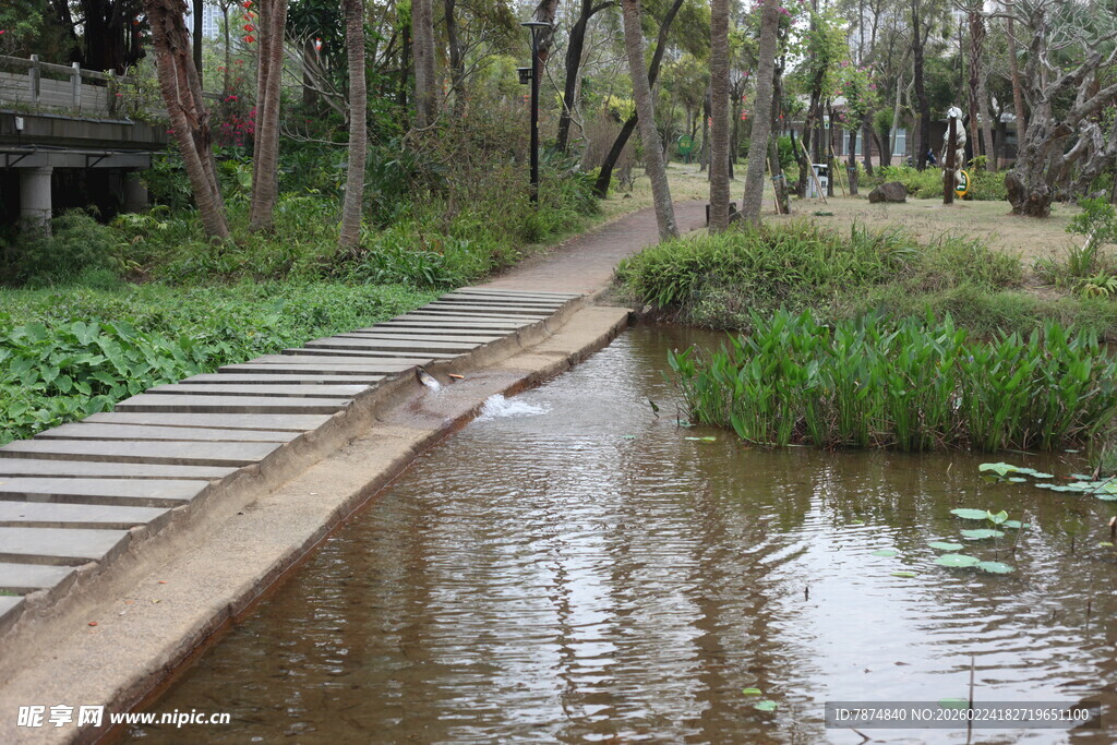 林间木板桥旁的静谧水域